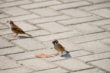 Sparrows resting on ground