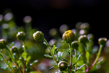 開花間近の菊の花

