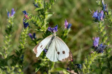 Cabbage white butterfly collecting pollen, pieris brassicae, lepidoptera