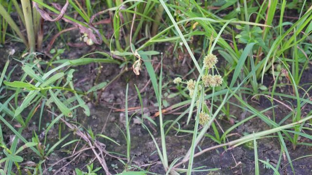 Wild yellow nut sedge weed with spiky seed heads growing among green grasses