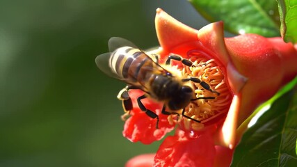 Closeup of a honey bee diligently collecting nectar and pollen from the vibrant orange blossom of a pomegranate flower on a sunny day showcasing the intricate process of pollination and the beauty of. - Powered by Adobe