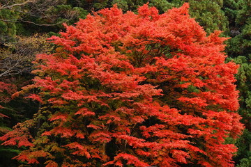 Brilliant Red Maple Tree in Autumn Forest