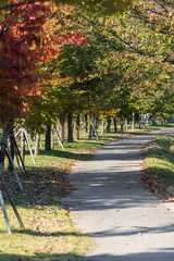 Tree-Lined Path with Early Autumn Foliage