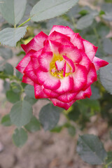 Beautiful red rose flower closeup in garden, A very beautiful red rose flower bloomed on the rose tree, Rose flower closeup, bloom flowers, Natural spring flower, Natural floral background,