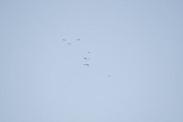 Obraz premium birds in flight