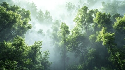 Obraz premium Enchanting Forest With Lush Greenery Soft White Fog Illuminated by Gentle Sunlight Creating a Mystical Atmosphere