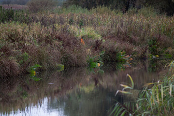 dry reeds in the lake in autumn