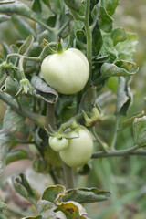 Green unripe Tomato, Green tomatoes plantation. Organic farming, young unripe tomato plant growth in greenhouse, Fresh green unripe tomatoes growing in the garden, Vegetable plantation with tomatoes