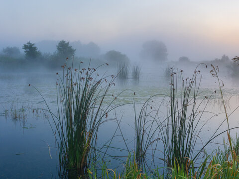 misty morning on the lake with reeds and grass