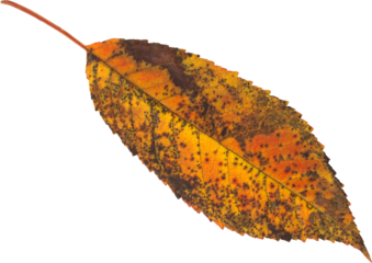Autumn leaf isolated on white background