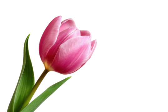 Single pink tulip flower with green leaves against a black background bloom petal, Png, Isolated on Transparent Background, Cut Out