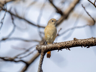枝にとまるジョウビタキのメス