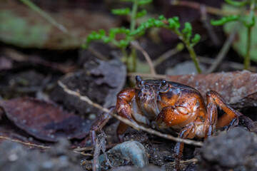 陸上を移動するサワガニ
