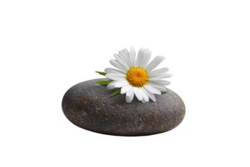 Single white daisy flower with yellow center rests on smooth gray stone against black background image, Png, Isolated on Transparent Background, Cut Out