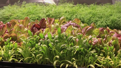 Super Time lapse of microgreens like lettuce, dill and bolting spinach growing in small layer of soil in seed starter trays placed in light box in studio under controlled artificial grow light