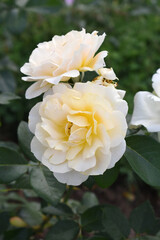 Beautiful white rose flower closeup in garden, A very beautiful white rose flower bloomed on the rose tree, Rose flower closeup, bloom flowers, Natural spring flower, Natural floral background,