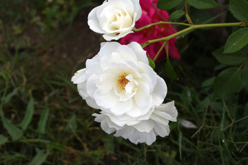 Beautiful white rose flower closeup in garden, A very beautiful white rose flower bloomed on the rose tree, Rose flower closeup, bloom flowers, Natural spring flower, Natural floral background,