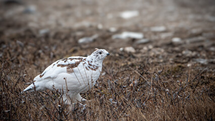 Ptarmigan