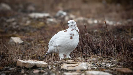 Ptarmigan © maxthewildcat
