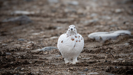 Ptarmigan