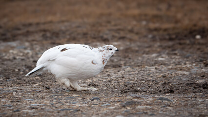 Ptarmigan