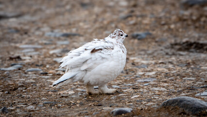 Ptarmigan