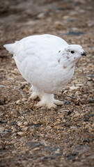 Ptarmigan