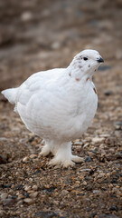 Ptarmigan