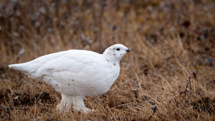 Ptarmigan