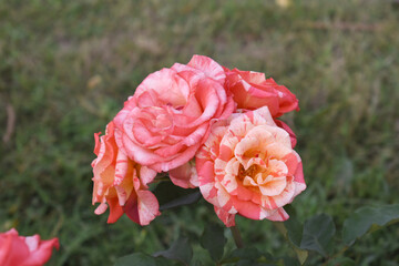 Beautiful pink rose flower closeup in garden, A very beautiful pink yellow rose flower bloomed on the rose tree, Rose flower closeup, bloom flowers, Natural spring flower floral background
