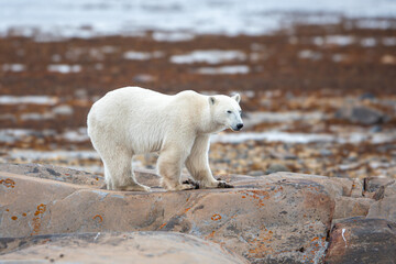 Polar bear