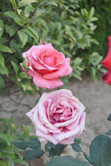 Beautiful pink rose flower closeup in garden, A very beautiful pink yellow rose flower bloomed on the rose tree, Rose flower closeup, bloom flowers, Natural spring flower floral background