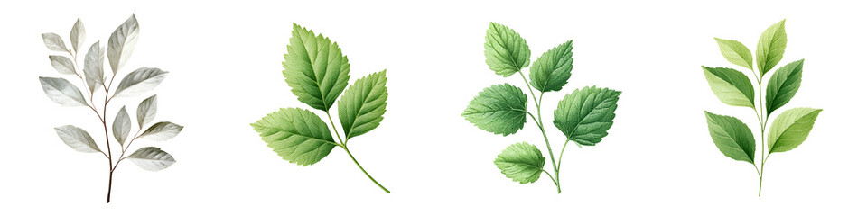 Botanical Watercolor Set: Green Leaves and Branches on White