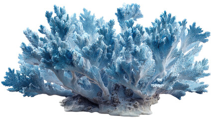 blue coral reef isolated on white background