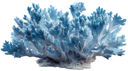 blue coral reef isolated on white background