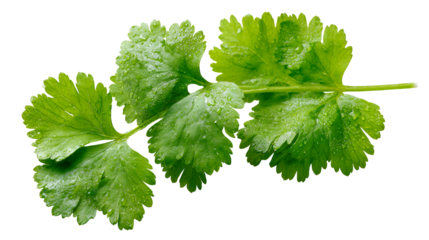 Fresh green coriander leaves herb isolated on transparent background
