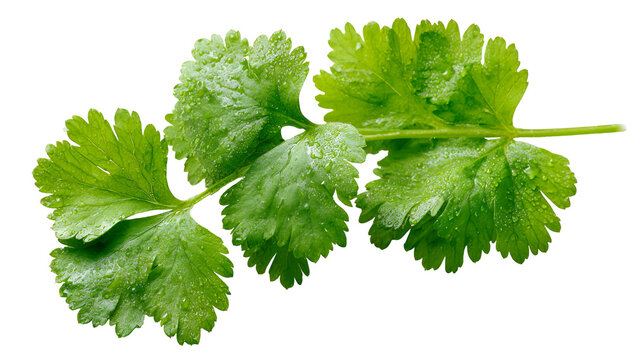 Fresh green coriander leaves herb isolated on transparent background