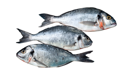 Three fresh sea bream fish arranged in a stack isolated on transparent background