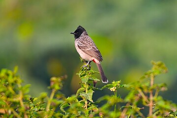 Birds on tree