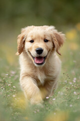Obraz premium Adorable golden puppy joyfully running through a field of flowers. Captures innocence, energy, and the simple pleasures of nature. Perfect for heartwarming designs.
