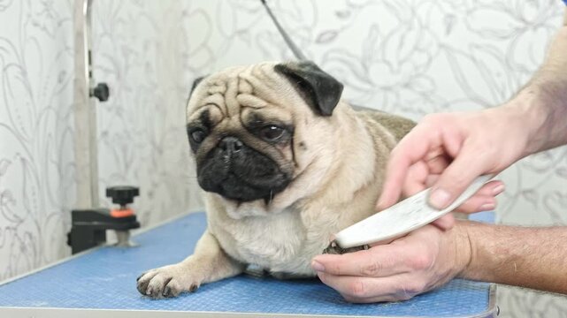 An animal care specialist grinds the claws of a pug dog with a nail file.