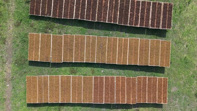 Aerial view of neatly arranged rows of tobacco leaves drying under the sun, creating a textured pattern against the green grass, Klaten Regency, Indonesia.