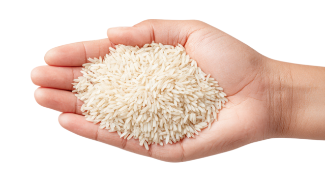 Hand Holding Rice: Agriculture, Food, and Abundance Concept on White