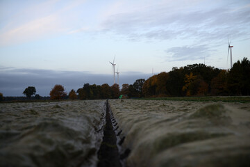 Pflanzen unter Folienabdeckung auf einer Ackerbaufl&auml;che der Landwirtschaft einer Herbstlandschaft im faden, nat&uuml;rlichen Morgenlicht.