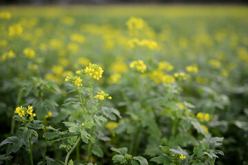 Gelbe Rapsbl&uuml;ten Nutzpflanzen zur &Ouml;lherstellung auf einer Ackerbaufl&auml;che der Landwirtschaft einer Herbstlandschaft im faden, nat&uuml;rlichen Morgenlicht.
