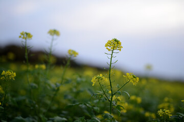 Gelbe Rapsbl&uuml;te auf einer Ackerbaufl&auml;che der Landwirtschaft einer Herbstlandschaft im faden, nat&uuml;rlichen Morgenlicht.