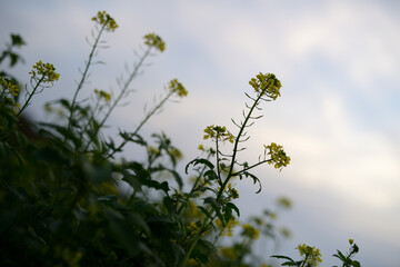 Gelbe Rapsbl&uuml;te auf einer Ackerfl&auml;che des G&auml;rtners einer Herbstlandschaft im faden, nat&uuml;rlichen Morgenlicht.
