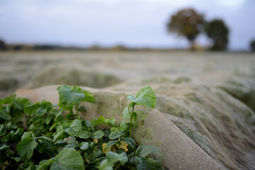 Details auf einer Ackerbaufl&auml;che der Landwirtschaft einer Herbstlandschaft vor dem Winter im faden, nat&uuml;rlichen Morgenlicht.