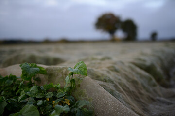 Details auf einer Ackerbaufl&auml;che der Landwirtschaft einer Herbstlandschaft im faden, nat&uuml;rlichen Morgenlicht.