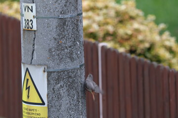 Common Redstart (Phoenicurus phoenicurus) male in flight. Beautiful bird in flight near the electrical pole. Wildlife in nature. Czech republic. 
